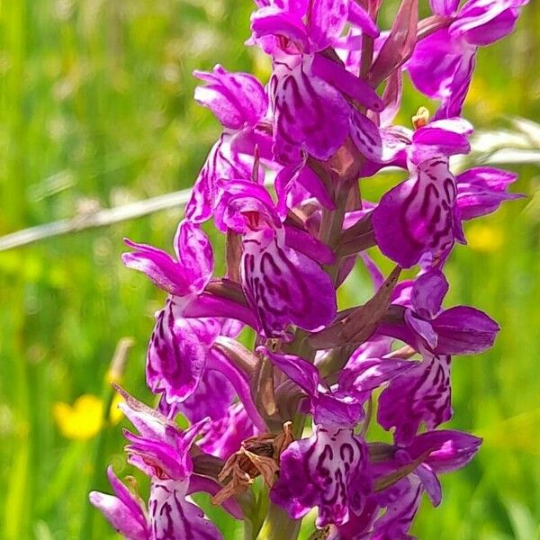 Dactylorhiza majalis Цвят