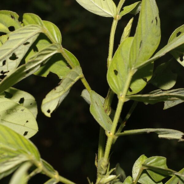 Senna obtusifolia ᱥᱟᱠᱟᱢ