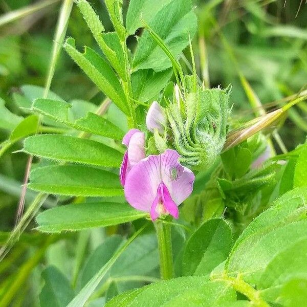 Vicia sativa Flower