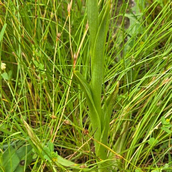 Anacamptis coriophora Лист