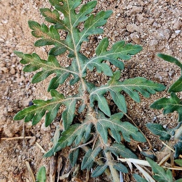 Parthenium hysterophorus Leaf