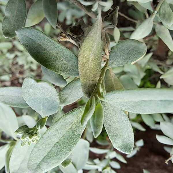 Helianthemum stipulatum Leaf