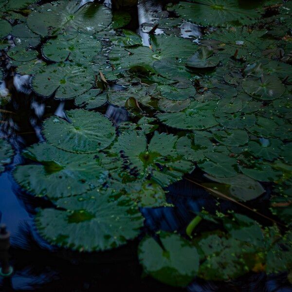 Nymphaea rubra List