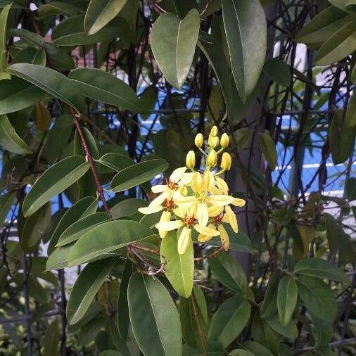 Tristellateia australasiae Blomst