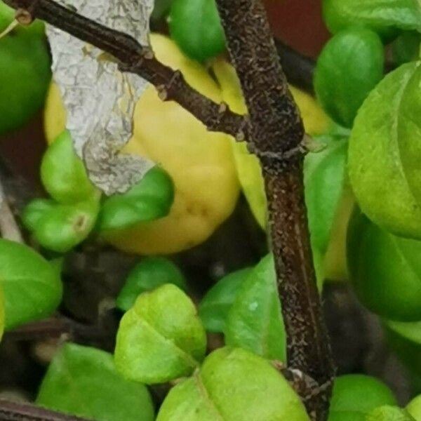 Barleria repens Bark