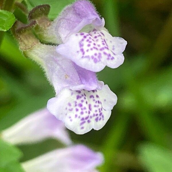 Scutellaria galericulata Blomst