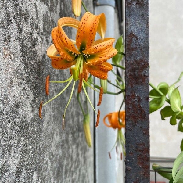 Lilium henryi Flower