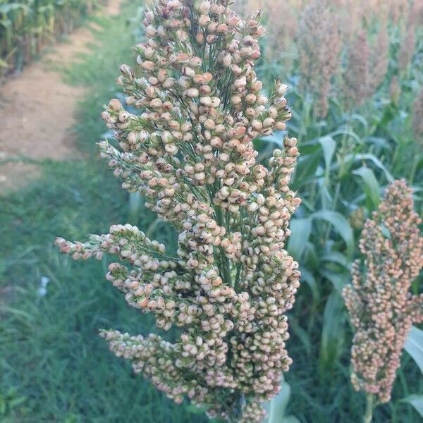 Panicum miliaceum Frucht