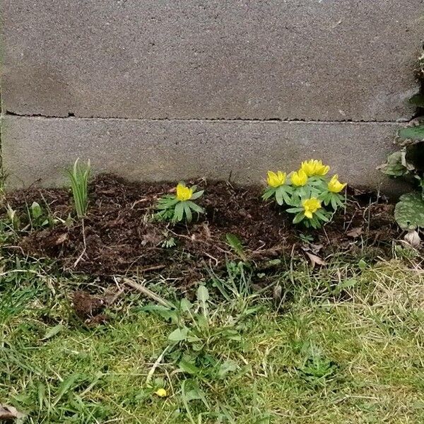 Eranthis hyemalis Lorea