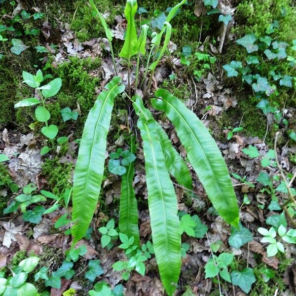 Asplenium scolopendrium Buveinė