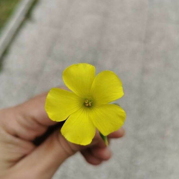 Oxalis pes-caprae Blomma