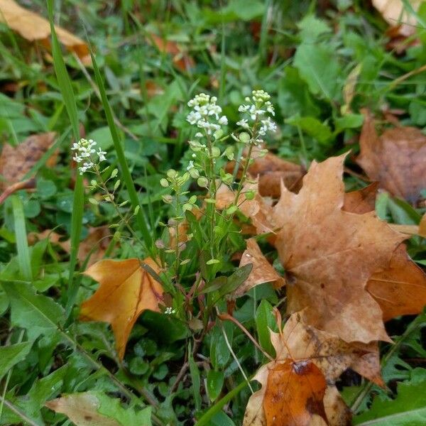 Lepidium virginicum Habit