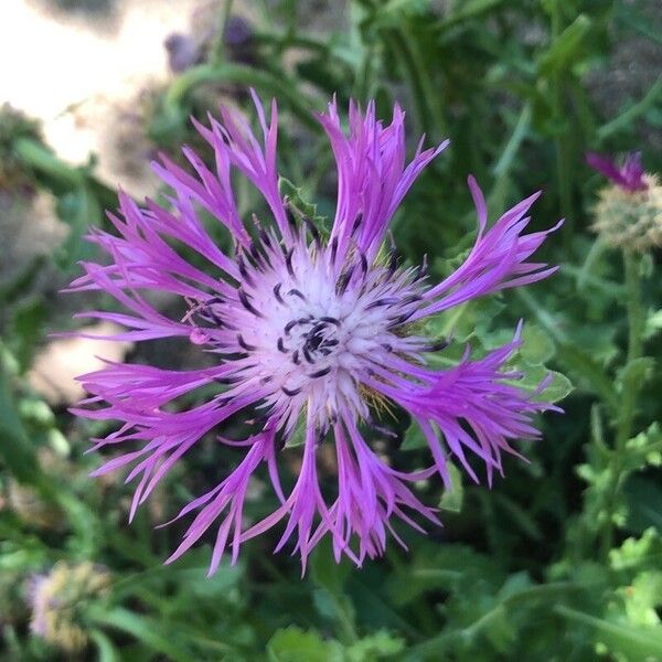 Centaurea sphaerocephala Květ