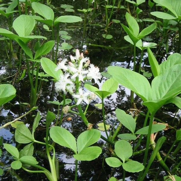 Menyanthes trifoliata Kwiat