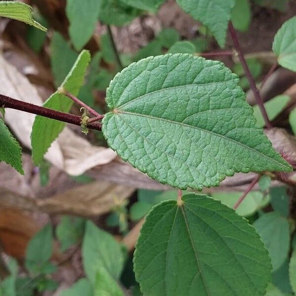 Triumfetta rhomboidea ഇല