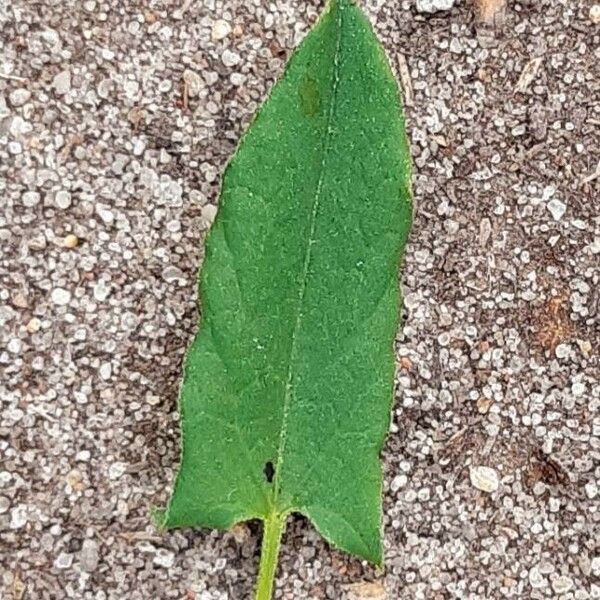 Convolvulus arvensis Leaf