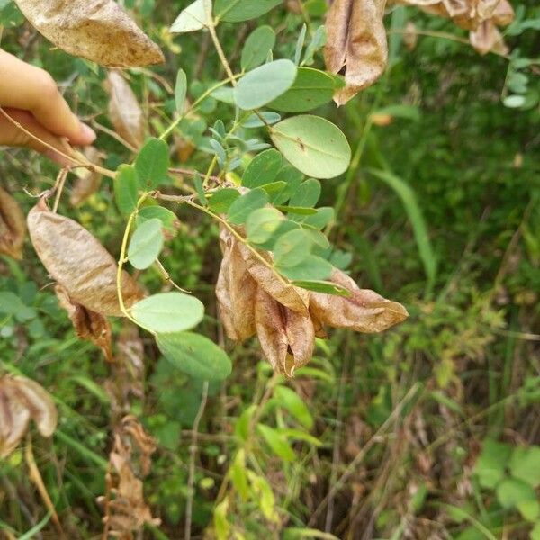 Colutea arborescens Fruit