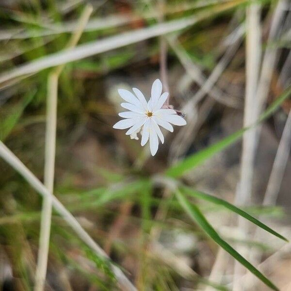 Lithophragma glabrum Flower