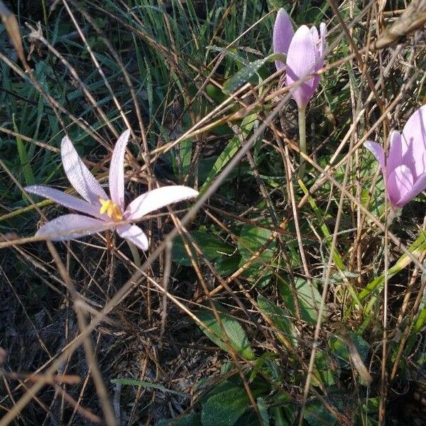 Colchicum alpinum 花