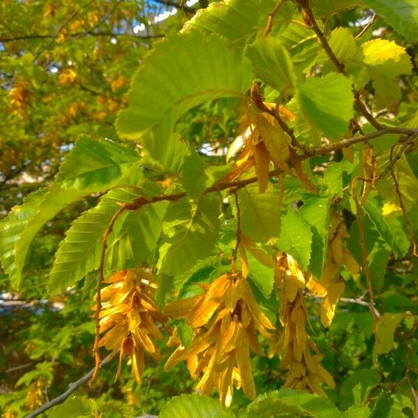 Carpinus betulus Frucht