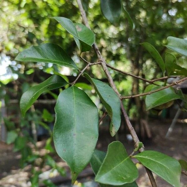 Psidium friedrichsthalianum Leaf