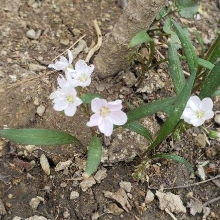 Claytonia virginica Flower