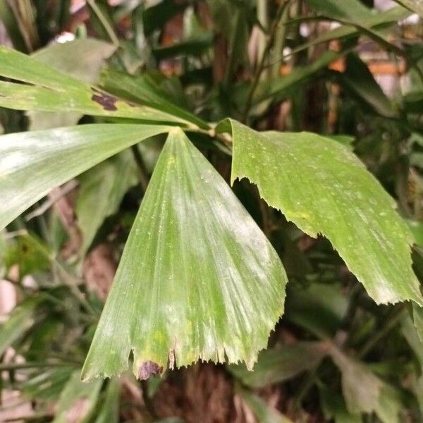 Caryota mitis Folla