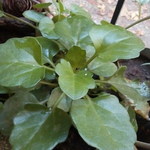 Senecio angulatus Leaf