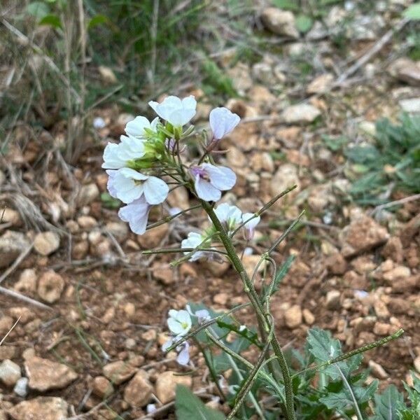 Diplotaxis erucoides 花