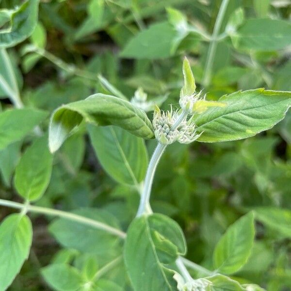 Pycnanthemum incanum Leaf