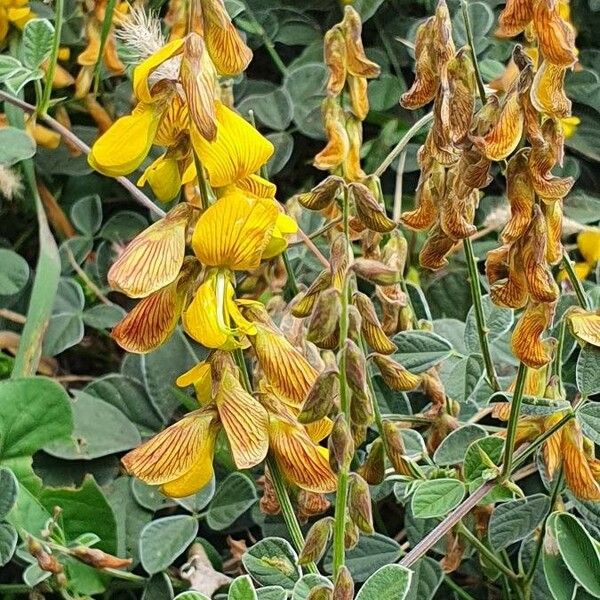 Rhynchosia minima Цветок