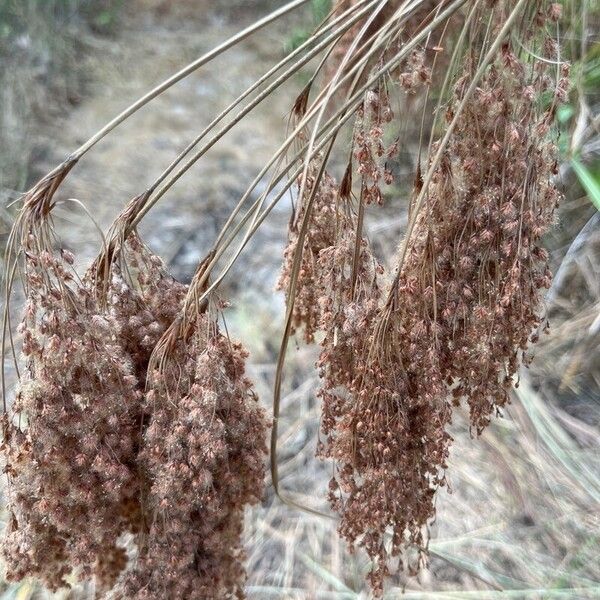 Scirpus cyperinus Fruit