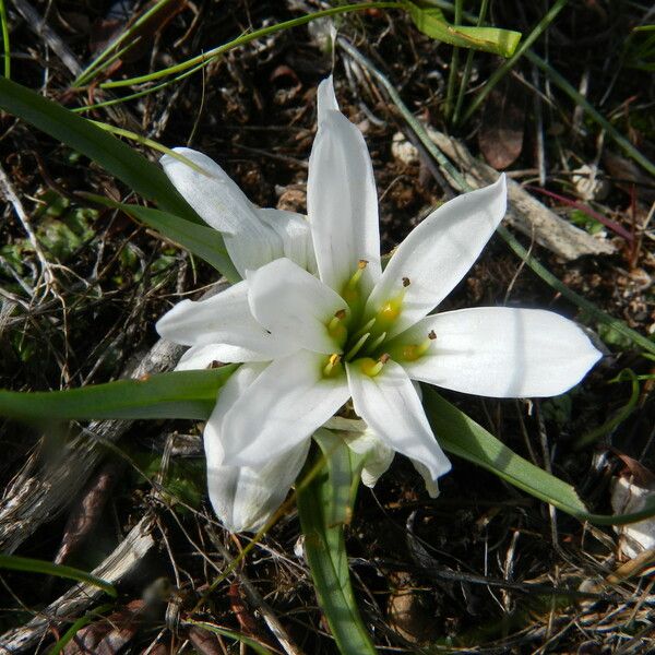 Androcymbium gramineum Flower