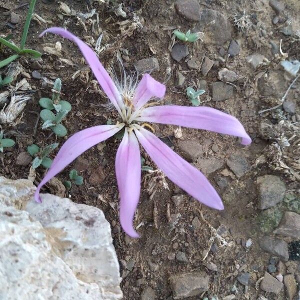 Colchicum filifolium Õis