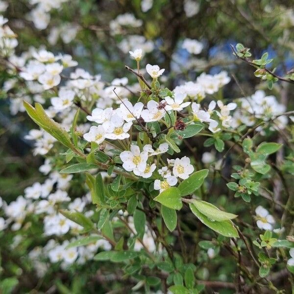 Spiraea hypericifolia Habitus