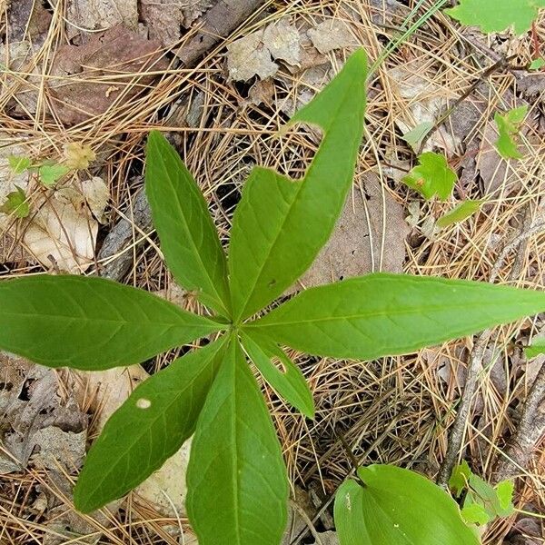 Lysimachia borealis List