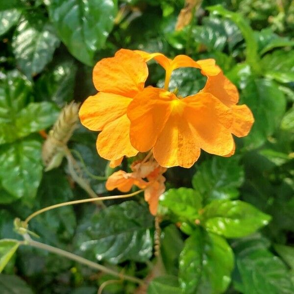 Crossandra infundibuliformis Flower