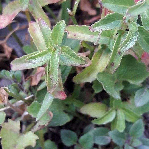 Epilobium anagallidifolium Feuille