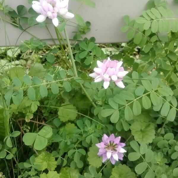 Coronilla varia Flower