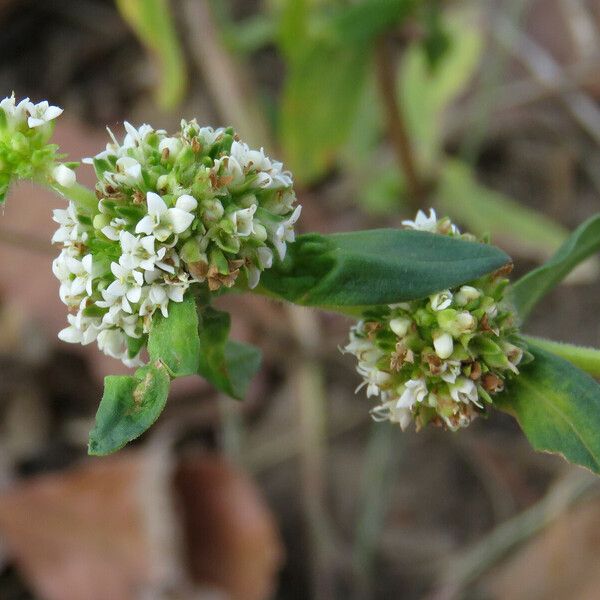 Mitracarpus hirtus Blüte