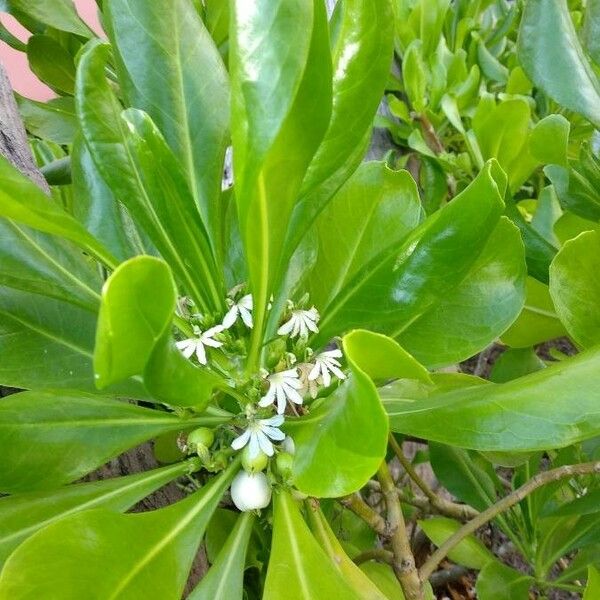 Scaevola plumieri Flower