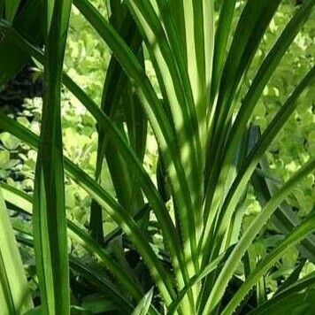 Pandanus tectorius Blatt