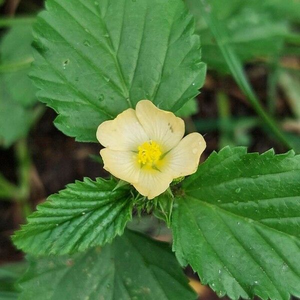 Malvastrum coromandelianum Floro