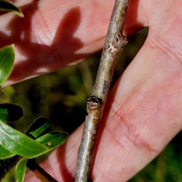 Salix triandra Bark