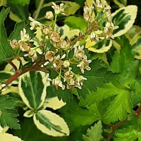 Neillia incisa Flower