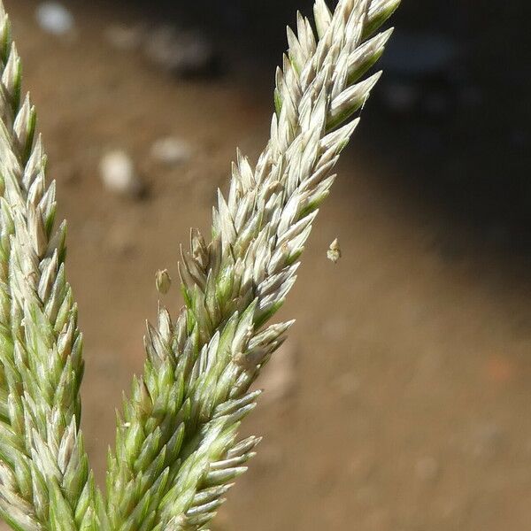 Eleusine tristachya Flower