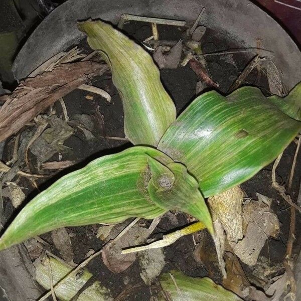 Callisia fragrans Blatt