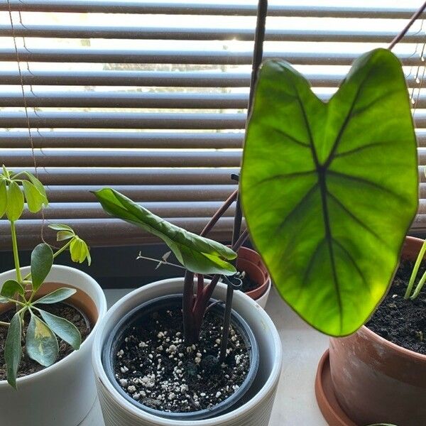 Colocasia esculenta Leaf