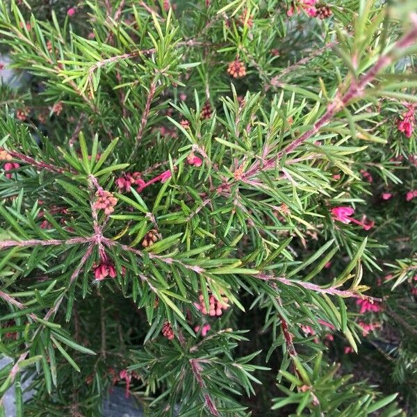 Grevillea rosmarinifolia पत्ता