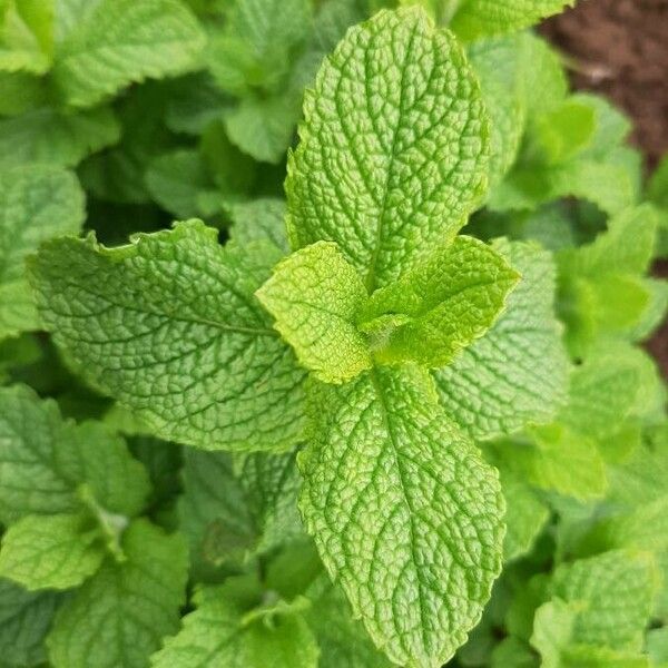 Mentha suaveolens ഇല